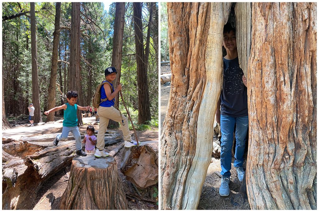 family summer trip in Yosemite